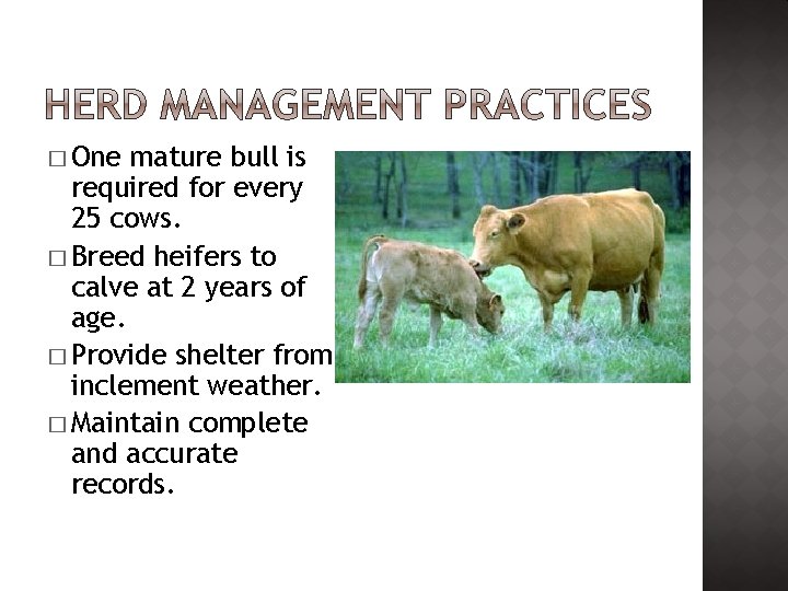 � One mature bull is required for every 25 cows. � Breed heifers to