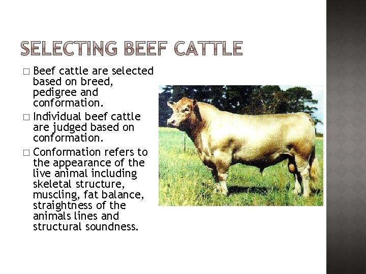 Beef cattle are selected based on breed, pedigree and conformation. � Individual beef cattle