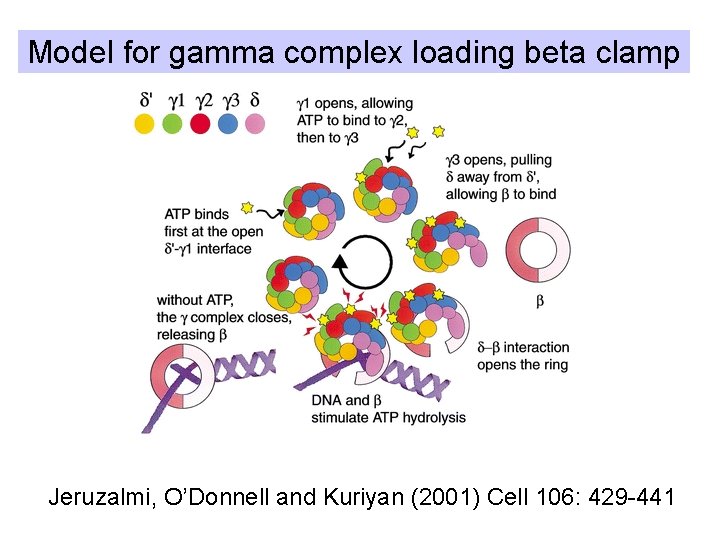 Model for gamma complex loading beta clamp Jeruzalmi, O’Donnell and Kuriyan (2001) Cell 106: