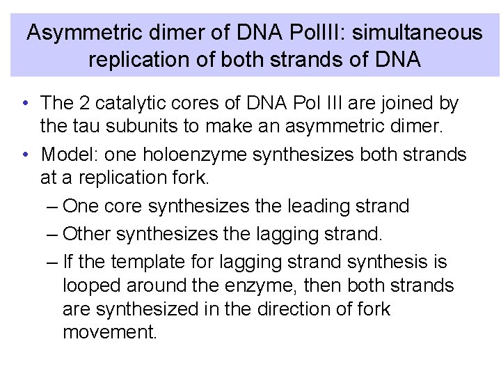 Asymmetric dimer of DNA Pol. III: simultaneous replication of both strands of DNA •