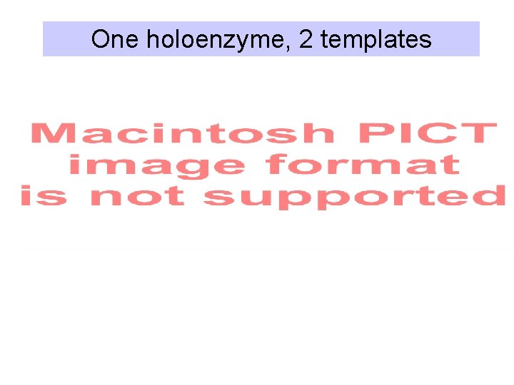One holoenzyme, 2 templates 