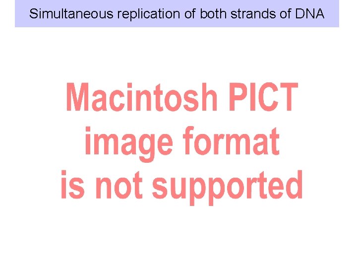 Simultaneous replication of both strands of DNA 