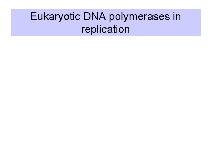 Eukaryotic DNA polymerases in replication 