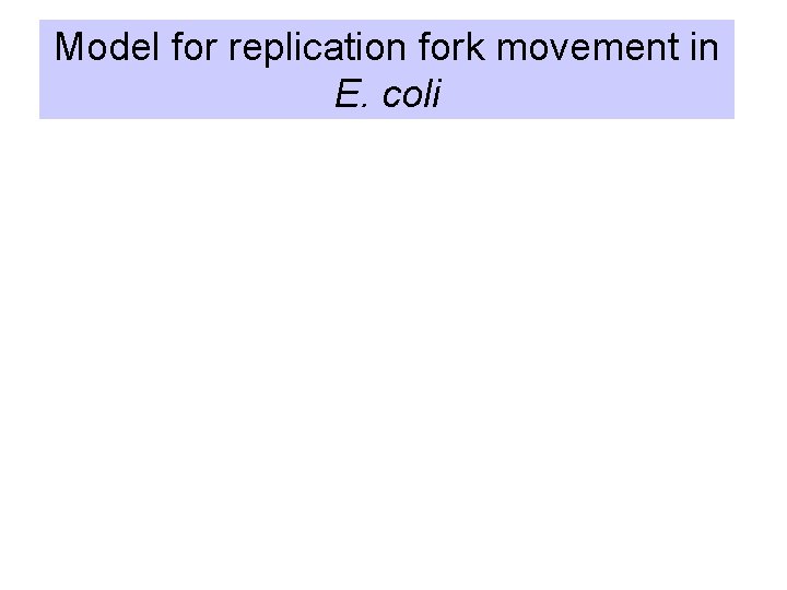 Model for replication fork movement in E. coli 