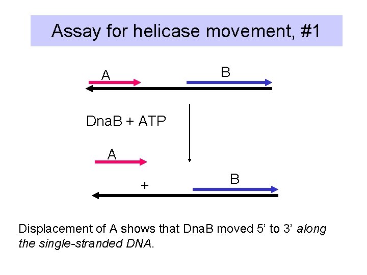 Assay for helicase movement, #1 B A Dna. B + ATP A + B