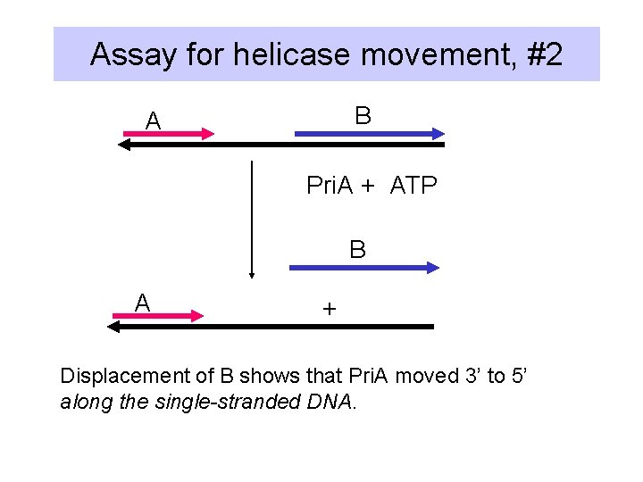 Assay for helicase movement, #2 B A Pri. A + ATP B A +