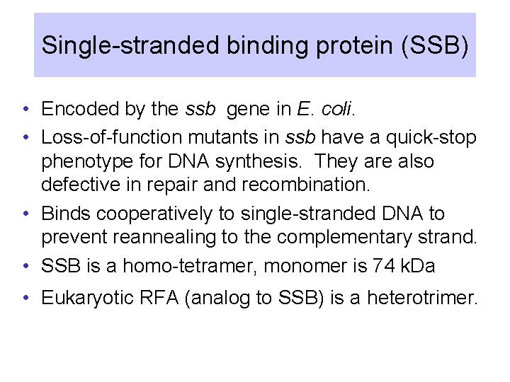 Single-stranded binding protein (SSB) • Encoded by the ssb gene in E. coli. •