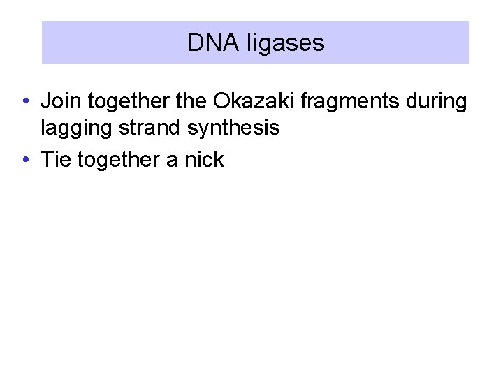 DNA ligases • Join together the Okazaki fragments during lagging strand synthesis • Tie