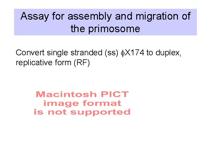 Assay for assembly and migration of the primosome Convert single stranded (ss) f. X