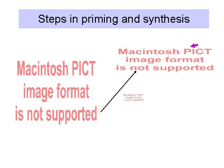 Steps in priming and synthesis 