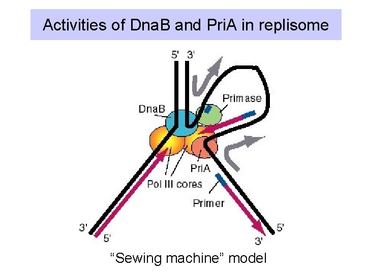 Activities of Dna. B and Pri. A in replisome “Sewing machine” model 