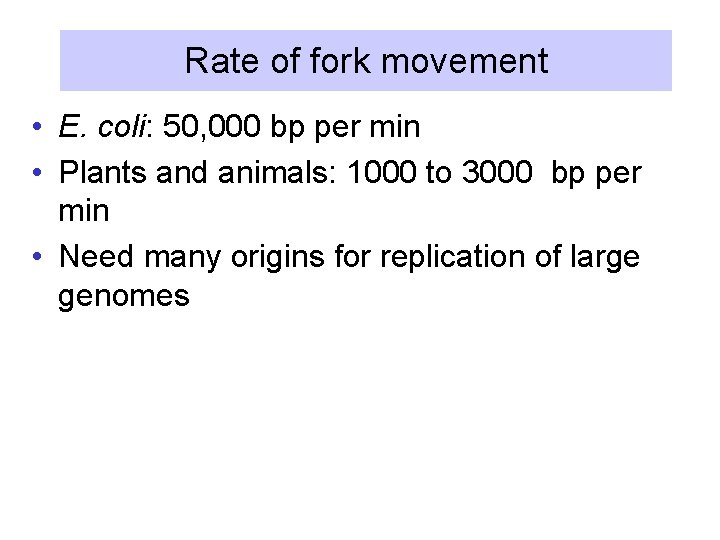 Rate of fork movement • E. coli: 50, 000 bp per min • Plants