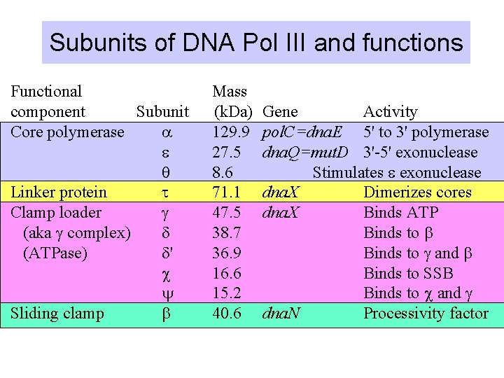 Subunits of DNA Pol III and functions Functional component Subunit Core polymerase a e