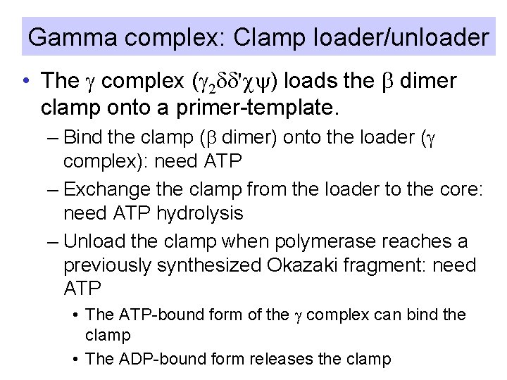 Gamma complex: Clamp loader/unloader • The g complex (g 2 dd'cy) loads the b