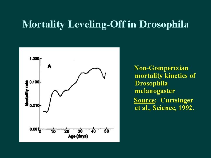 Mortality Leveling-Off in Drosophila Non-Gompertzian mortality kinetics of Drosophila melanogaster Source: Curtsinger et al.