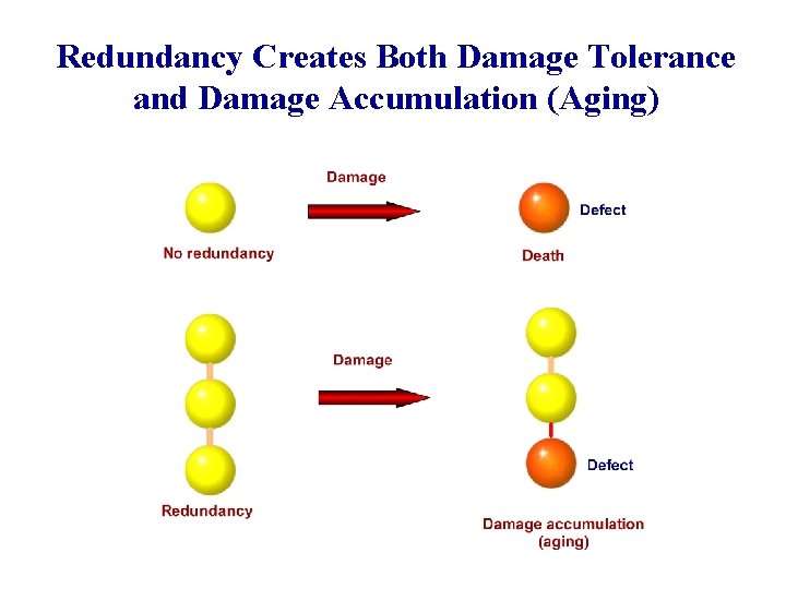 Redundancy Creates Both Damage Tolerance and Damage Accumulation (Aging) 
