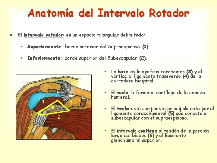 Anatomía del Intervalo Rotador § El intervalo rotador es un espacio triangular delimitado: •