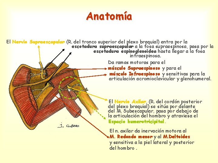 Anatomía El Nervio Supraescapular (R. del tronco superior del plexo braquial) entra por la