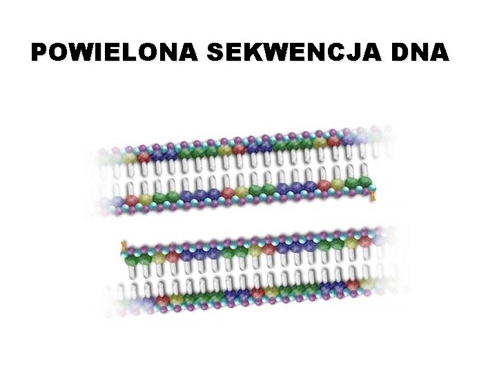 POWIELONA SEKWENCJA DNA 