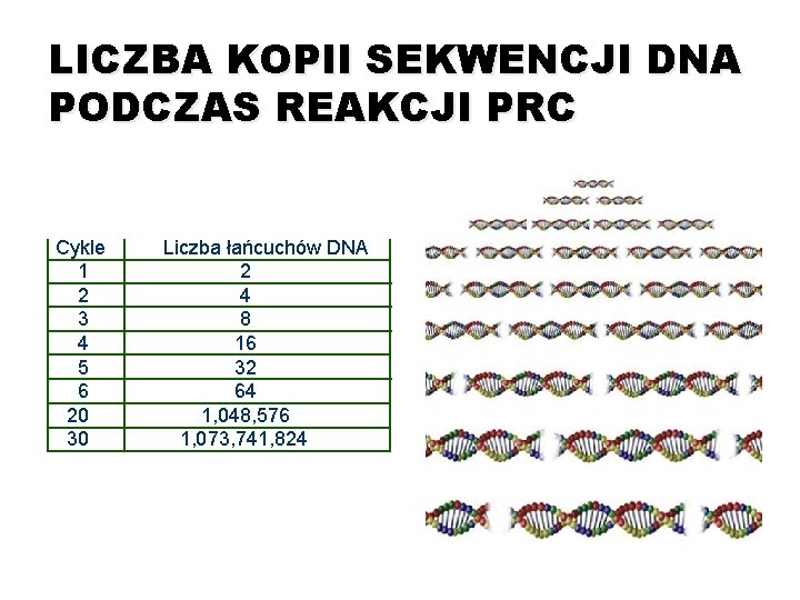 LICZBA KOPII SEKWENCJI DNA PODCZAS REAKCJI PRC Cykle 1 2 3 4 5 6