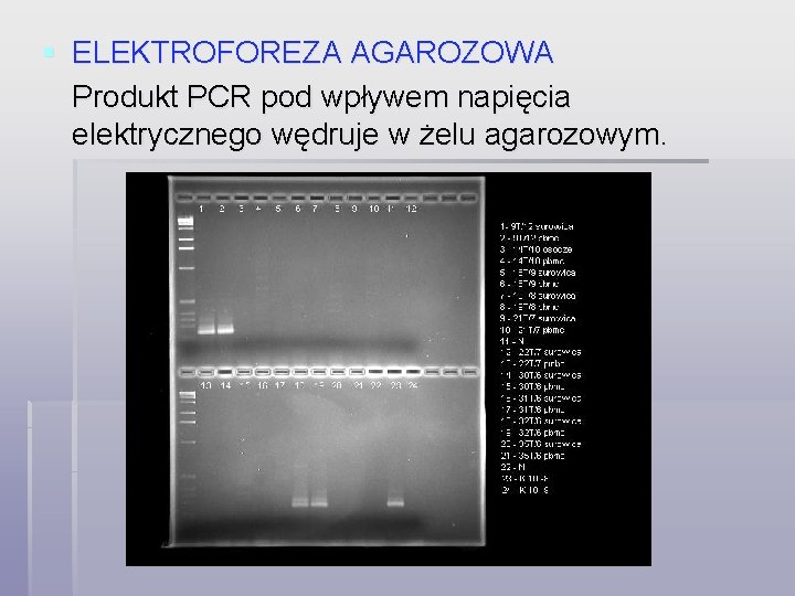 § ELEKTROFOREZA AGAROZOWA Produkt PCR pod wpływem napięcia elektrycznego wędruje w żelu agarozowym. 