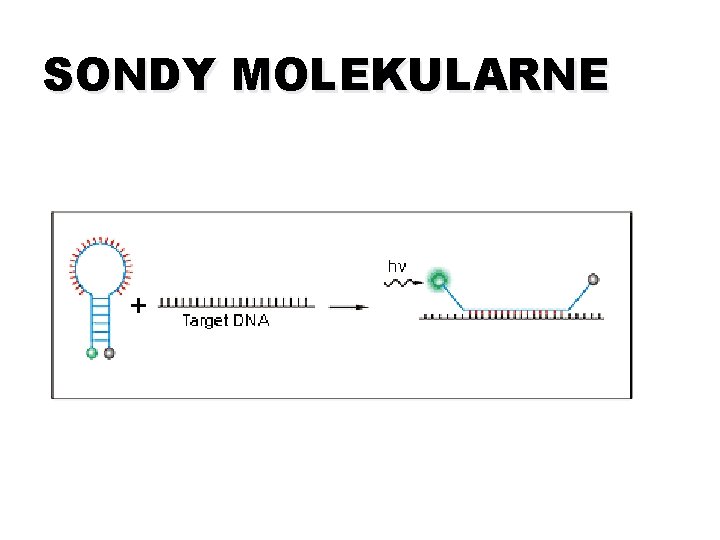 SONDY MOLEKULARNE 