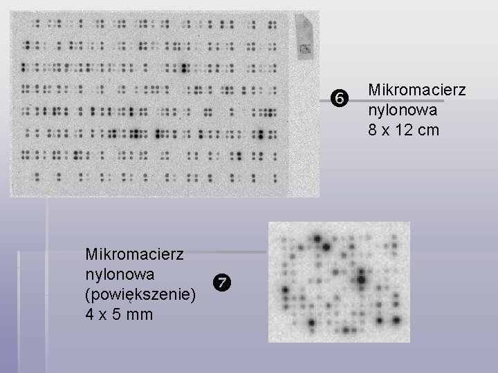  Mikromacierz nylonowa (powiększenie) 4 x 5 mm Mikromacierz nylonowa 8 x 12 cm