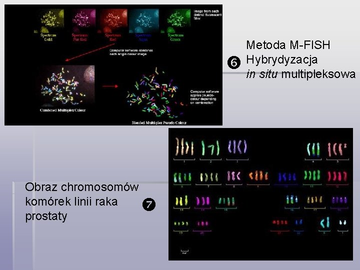  Obraz chromosomów komórek linii raka prostaty Metoda M-FISH Hybrydyzacja in situ multipleksowa 