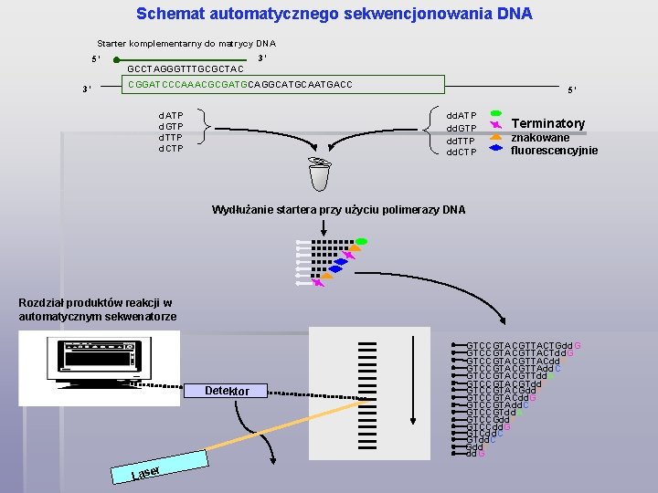 Schemat automatycznego sekwencjonowania DNA Starter komplementarny do matrycy DNA 3’ 5’ GCCTAGGGTTTGCGCTAC 3’ CGGATCCCAAACGCGATGCAGGCATGCAATGACC