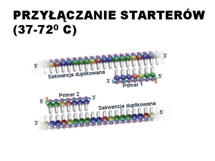 PRZYŁĄCZANIE STARTERÓW (37 -720 C) 3’ 5’ wana pliko Sekwencja du 5’ 3’ Primer