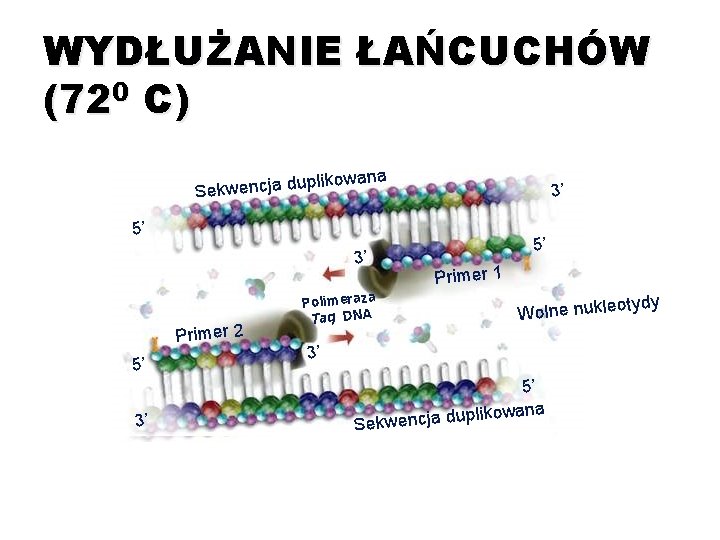 WYDŁUŻANIE ŁAŃCUCHÓW (720 C) kowana pli Sekwencja du 3’ 5’ 3’ Primer 2 5’