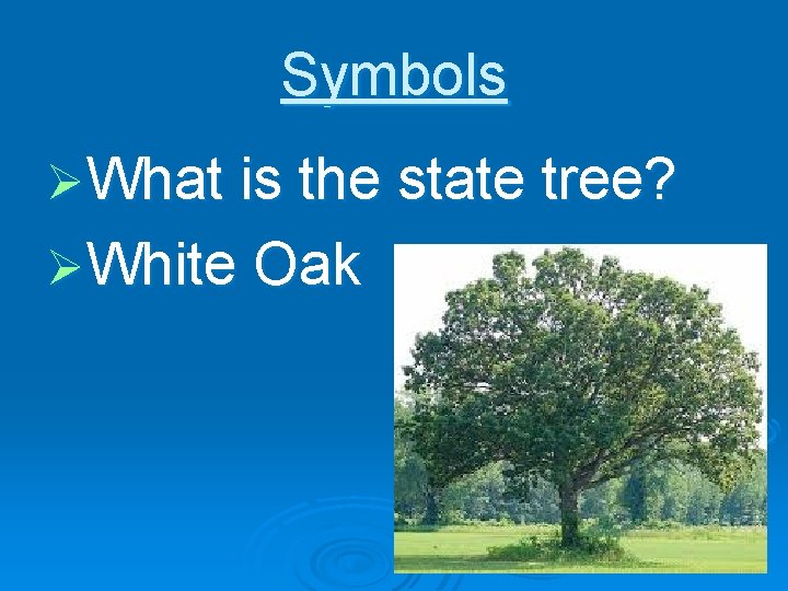 Symbols ØWhat is the state tree? ØWhite Oak 