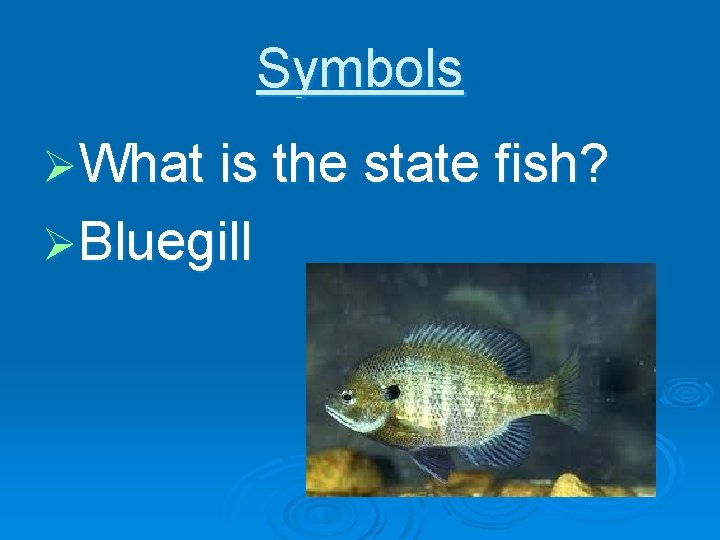 Symbols ØWhat is the state fish? ØBluegill 