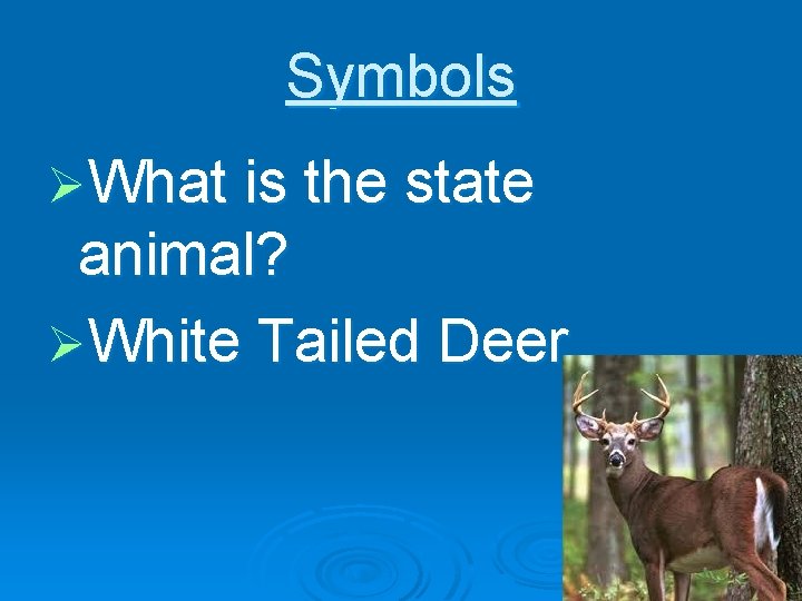 Symbols ØWhat is the state animal? ØWhite Tailed Deer 