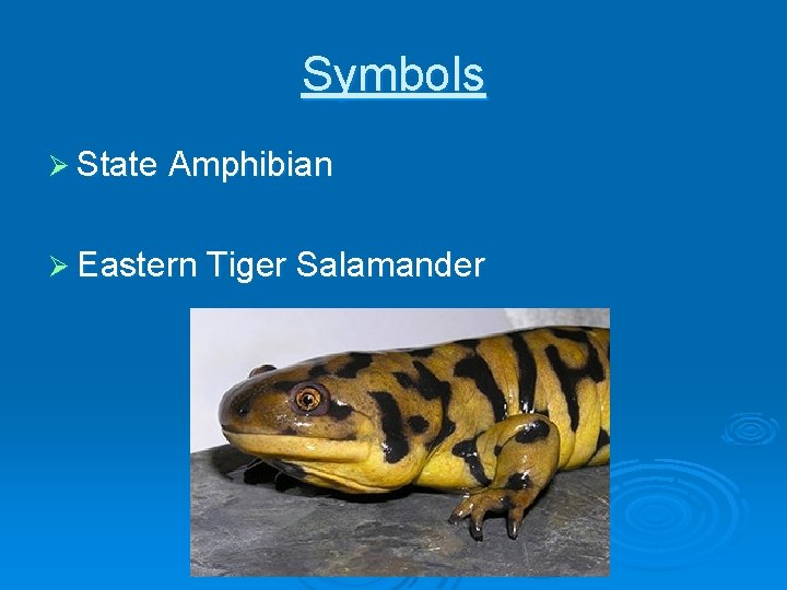 Symbols Ø State Amphibian Ø Eastern Tiger Salamander 