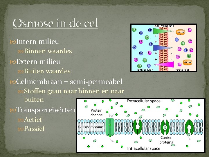 Osmose in de cel Intern milieu Binnen waardes Extern milieu Buiten waardes Celmembraan =