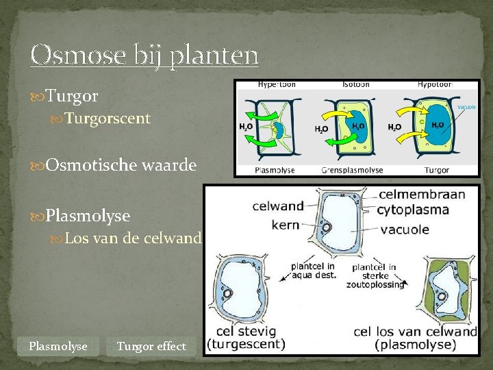 Osmose bij planten Turgorscent Osmotische waarde Plasmolyse Los van de celwand Plasmolyse Turgor effect