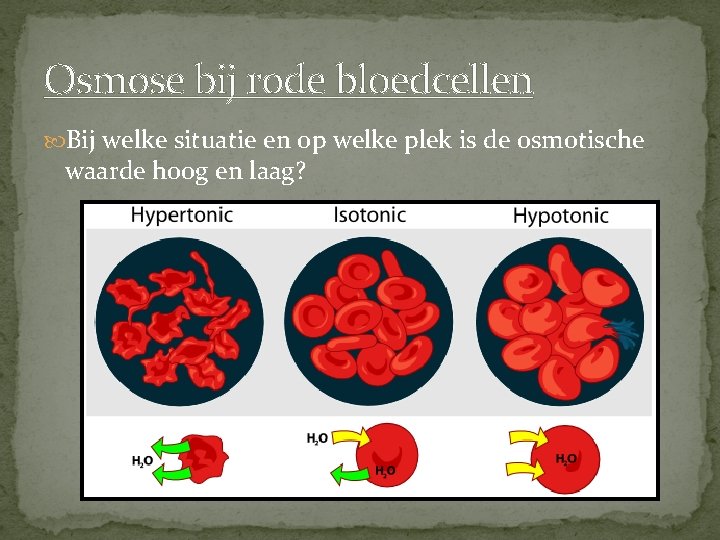 Osmose bij rode bloedcellen Bij welke situatie en op welke plek is de osmotische