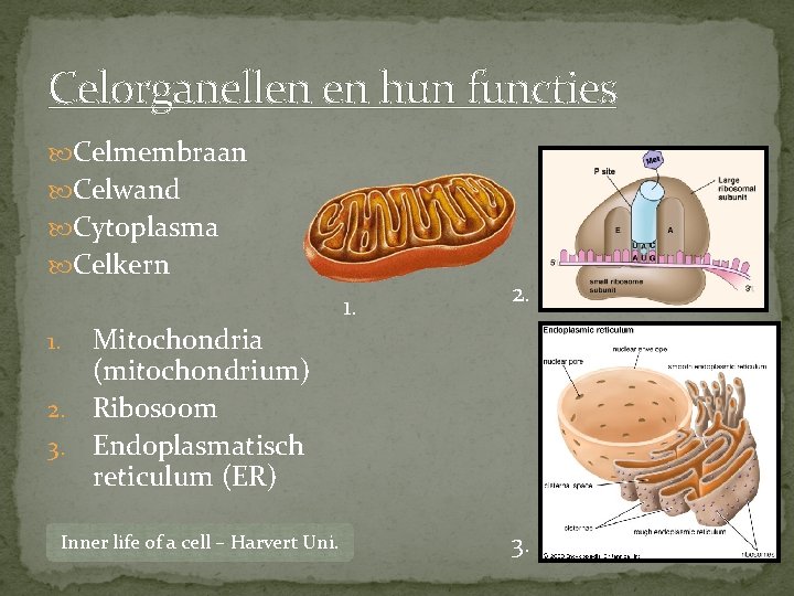 Celorganellen en hun functies Celmembraan Celwand Cytoplasma Celkern Mitochondria (mitochondrium) 2. Ribosoom 3. Endoplasmatisch