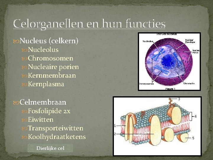 Celorganellen en hun functies Nucleus (celkern) Nucleolus Chromosomen Nucleaire porien Kernmembraan Kernplasma Celmembraan Fosfolipide
