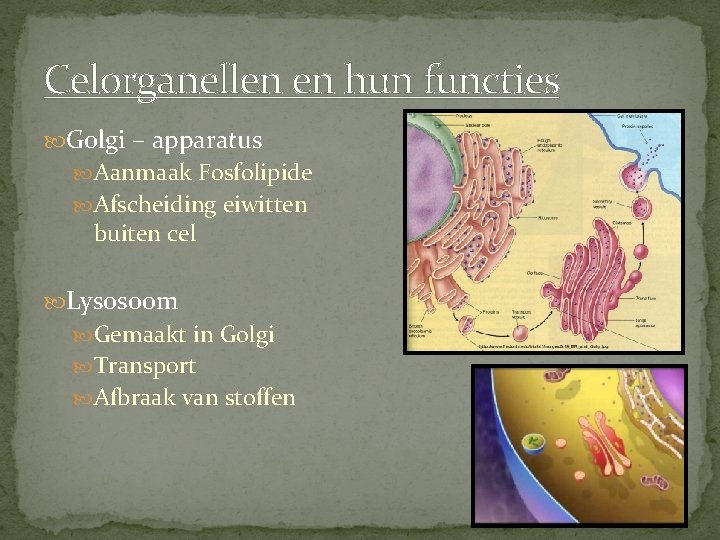 Celorganellen en hun functies Golgi – apparatus Aanmaak Fosfolipide Afscheiding eiwitten buiten cel Lysosoom