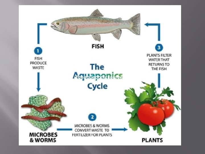 http: //theaquaponicsource. com/ 