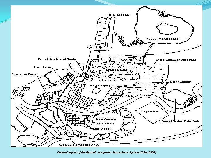 General layout of the Baobab Integrated Aquaculture System (Hahn 1990) 