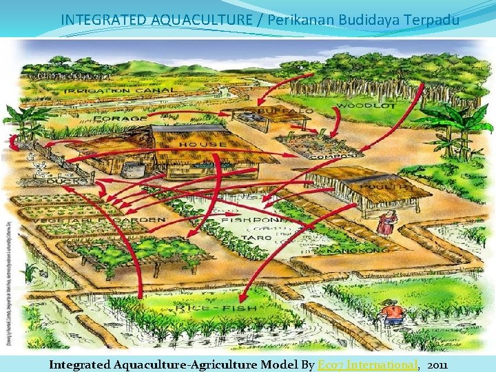 INTEGRATED AQUACULTURE / Perikanan Budidaya Terpadu Integrated Aquaculture-Agriculture Model By Eco 7 International, 2011