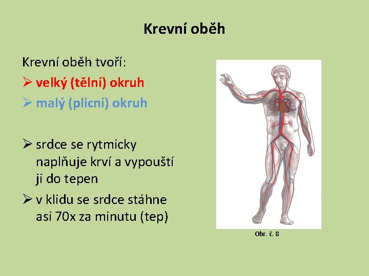 Krevní oběh tvoří: Ø velký (tělní) okruh Ø malý (plicní) okruh Ø srdce se