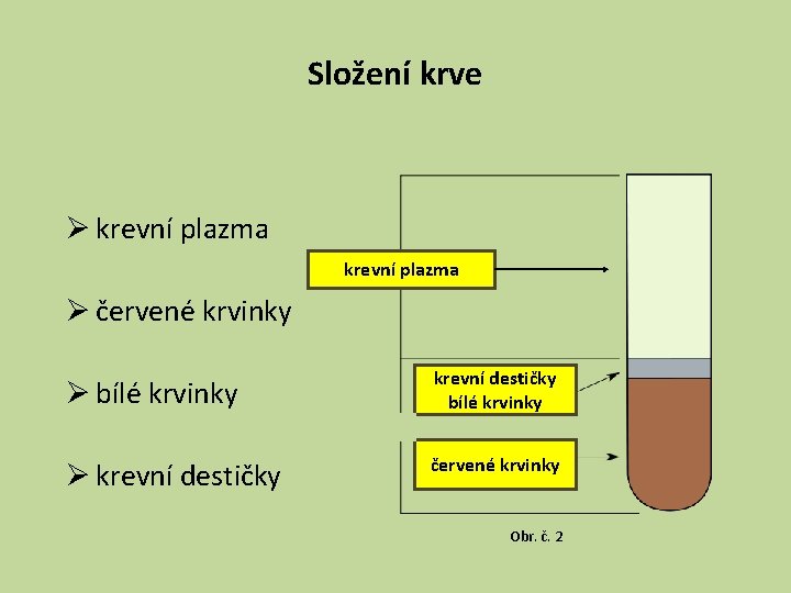 Složení krve Ø krevní plazma Ø červené krvinky Ø bílé krvinky krevní destičky bílé