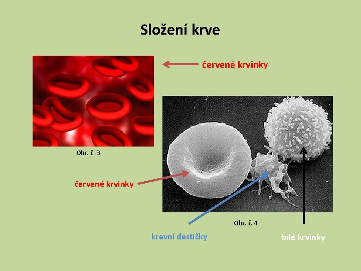 Složení krve červené krvinky Obr. č. 3 červené krvinky Obr. č. 4 krevní destičky