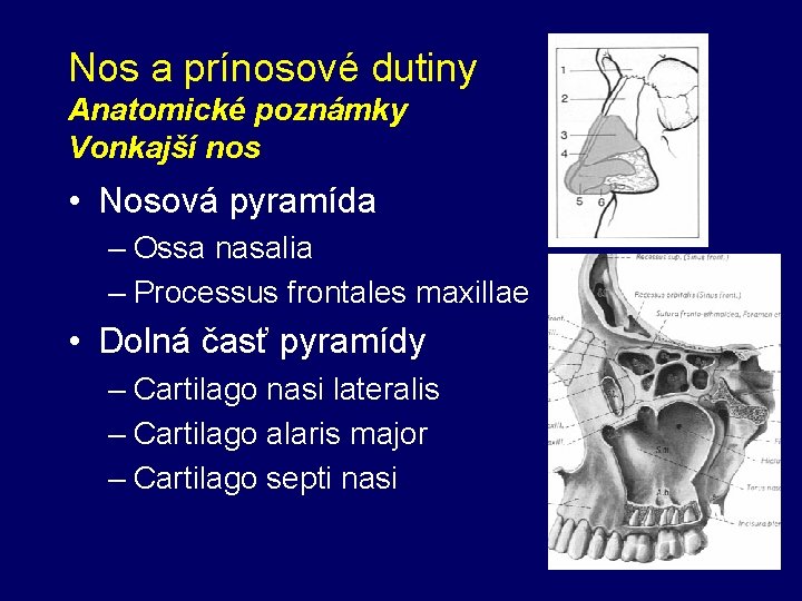 Nos a prínosové dutiny Anatomické poznámky Vonkajší nos • Nosová pyramída – Ossa nasalia