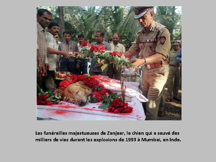 Les funérailles majestueuses de Zanjeer, le chien qui a sauvé des milliers de vies