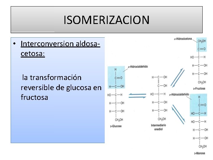 ISOMERIZACION • Interconversion aldosacetosa: la transformación reversible de glucosa en fructosa 